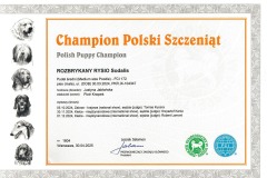 Champion Polski Szczeniąt - Pudel Średni
