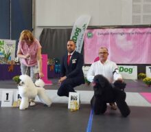 Specjalistyczna Wystawa Pudli – Bytom 11.09.2021
