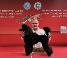 XXI oraz XXII Międzynarodowa Wystawa Psów Rasowych w Kielcach 31.11.-01.12.24r.