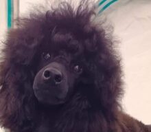 53. Krajowa Wystawa Psów Rasowych Zabrze CAC 05.10.2024