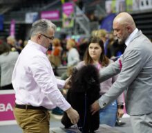 28. International Dog Show CACIB Katowice – Gliwice 8.02.2025