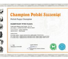 Champion Polski Szczeniąt