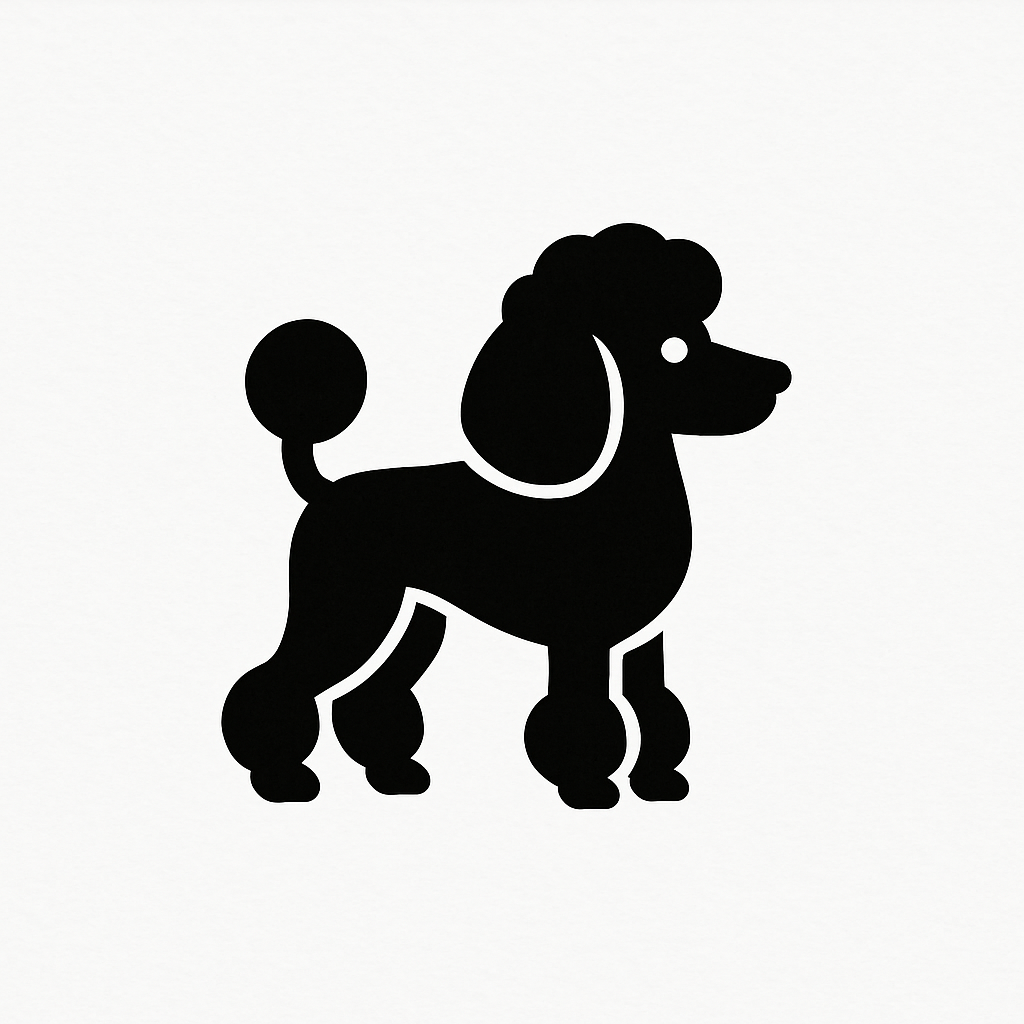 Pudel Średni Czarny