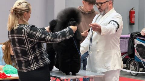 23. International Dog Show CACIB – Kielce 29.11.2025