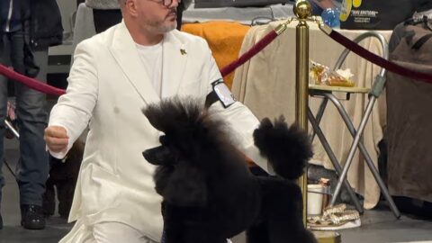 Specjalistyczna Wystawa Pudli – Bytom 12.10.2025